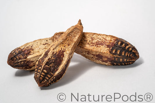 Three tan and reddish brown mahogany pods with a rough texture on a white surface.  The pods have a similar shape to zucchini.