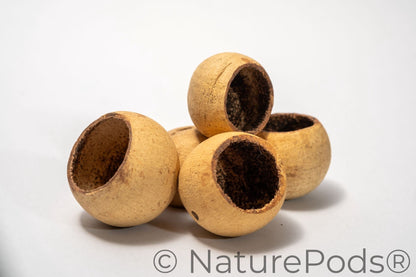 Five round hollow bell cup botanical seed pods with a beige exterior on a white background.