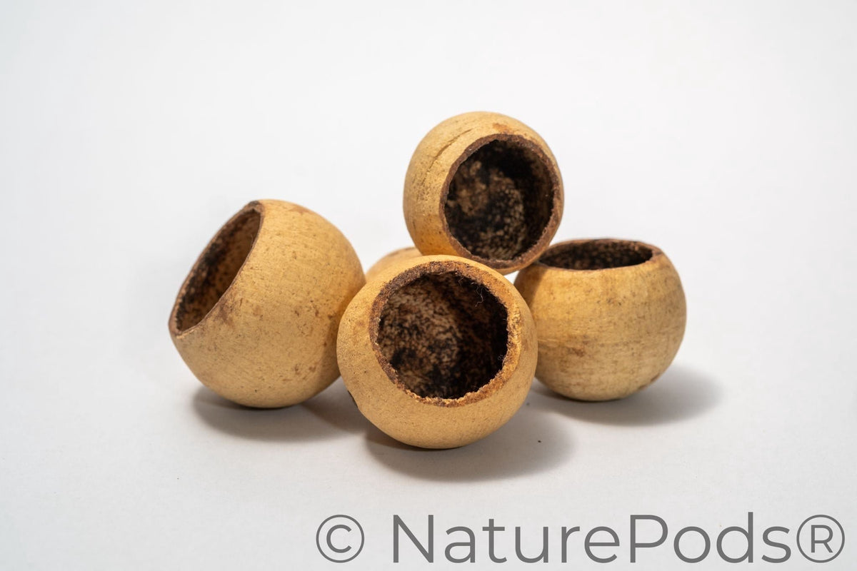 Five round hollow bell cup botanical seed pods with a beige exterior on a white background.