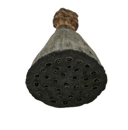 The Mini/Nano Lotus Pod is shown from below, displaying its round base with small holes and a textured surface fading to a lighter stem—perfect for natural aquarium decor or bioactive terrarium setups.