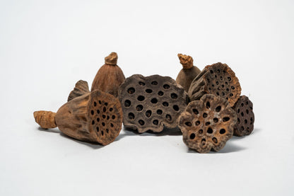 A Pile of Mini/Nano Lotus Pod is shown from below, displaying round bases with small holes and a textured surface fading to a lighter stem—perfect for natural aquarium decor or bioactive terrarium setups.