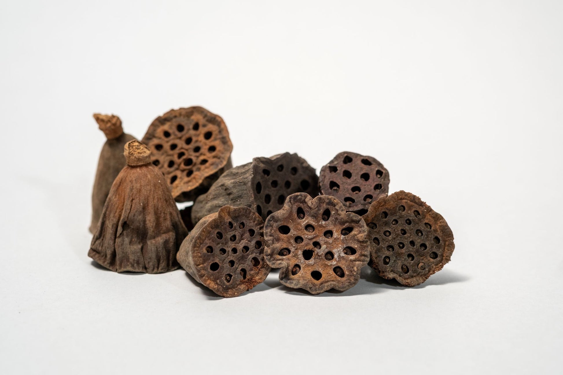 A Pile of Mini/Nano Lotus Pod is shown from below, displaying round bases with small holes and a textured surface fading to a lighter stem—perfect for natural aquarium decor or bioactive terrarium setups.