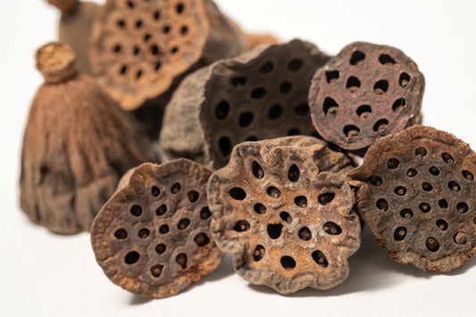 A Pile of Mini/Nano Lotus Pod on a white background is shown from below, displaying round bases with small holes and a textured surface fading to a lighter stem—perfect for natural aquarium decor or bioactive terrarium setups.