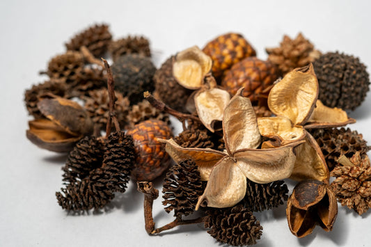 Assorted dried pinecones and seed heads on a light background
