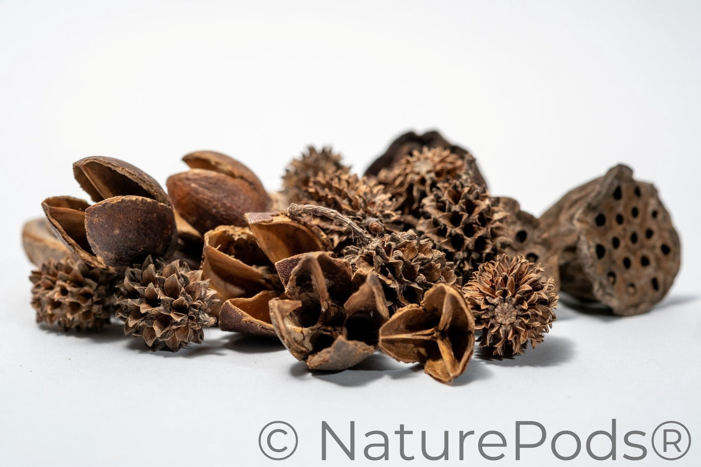Dried brown small seed pods on a white background