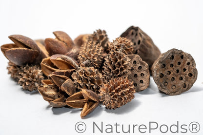 Pile of dried brown textured seed pods on a white background