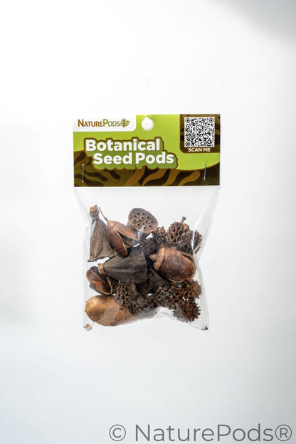 Packaged botanical seed pods with a visible brand label on a white background