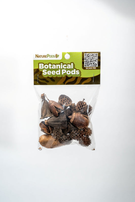 Packaged botanical seed pods with a visible brand label on a white background