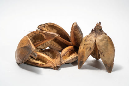 Textured dried sora seed pods with three woody petals on a white background.