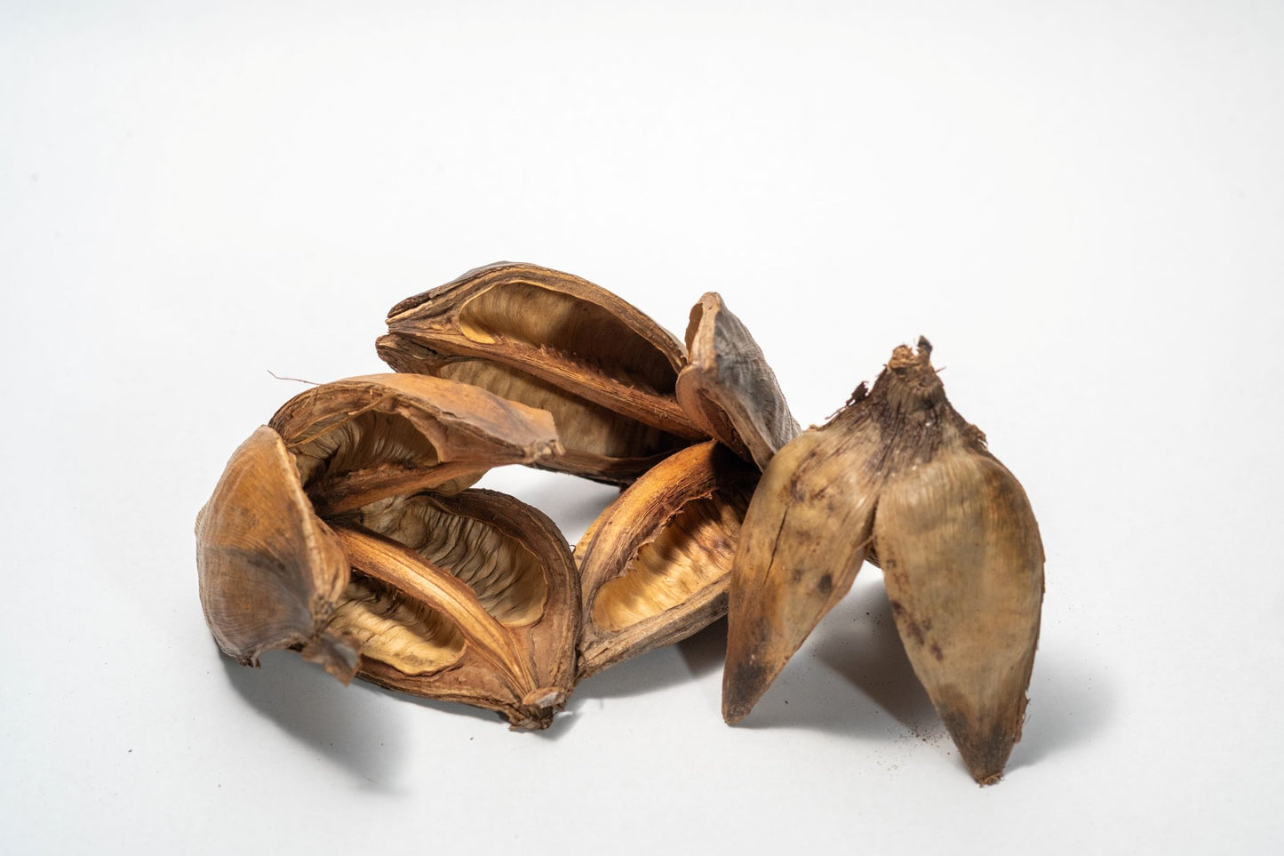Textured dried sora seed pods with three woody petals on a white background.