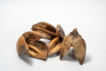 Textured dried sora seed pods with three woody petals on a white background.