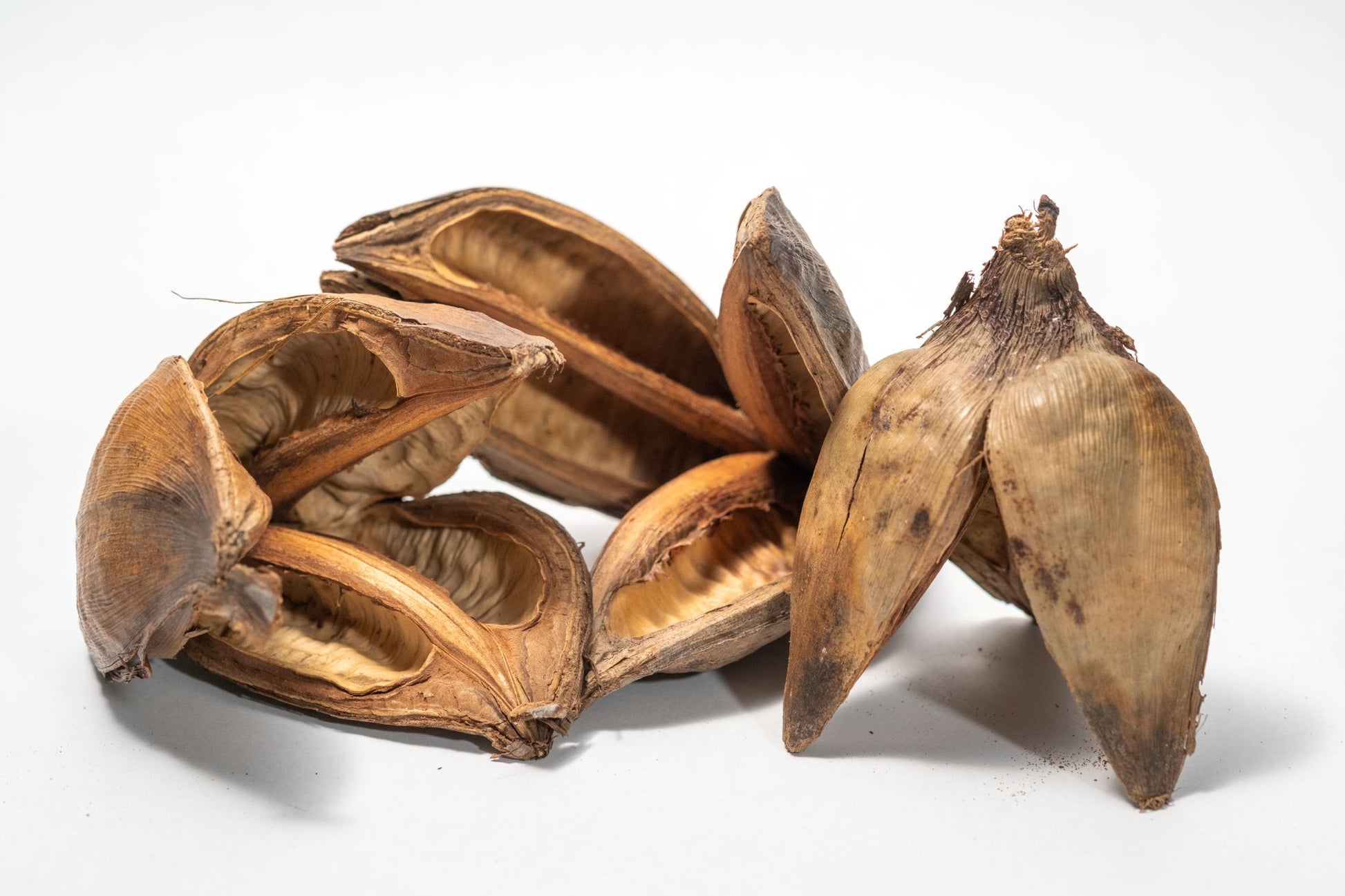 Textured dried sora seed pods with three woody petals on a white background.