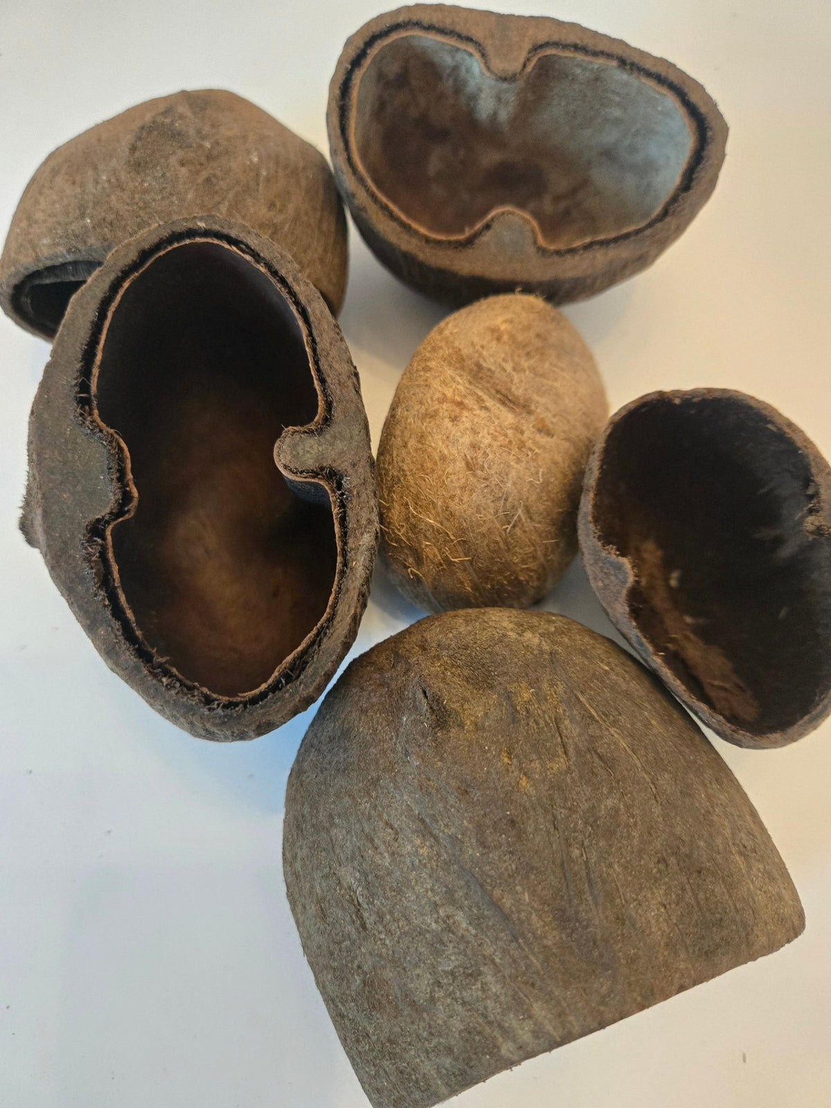 A photo of a pile of Palm Pods. They are brown textured shell hideouts on a white background.
