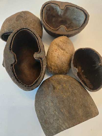 A photo of a pile of Palm Pods. They are brown textured shell hideouts on a white background.