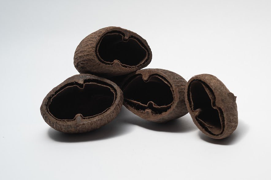 A photo of a pile of Palm Pods. They are brown textured shell hideouts on a white background.