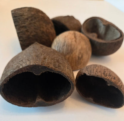 A photo of a pile of Palm Pods. They are brown textured shell hideouts on a white background.