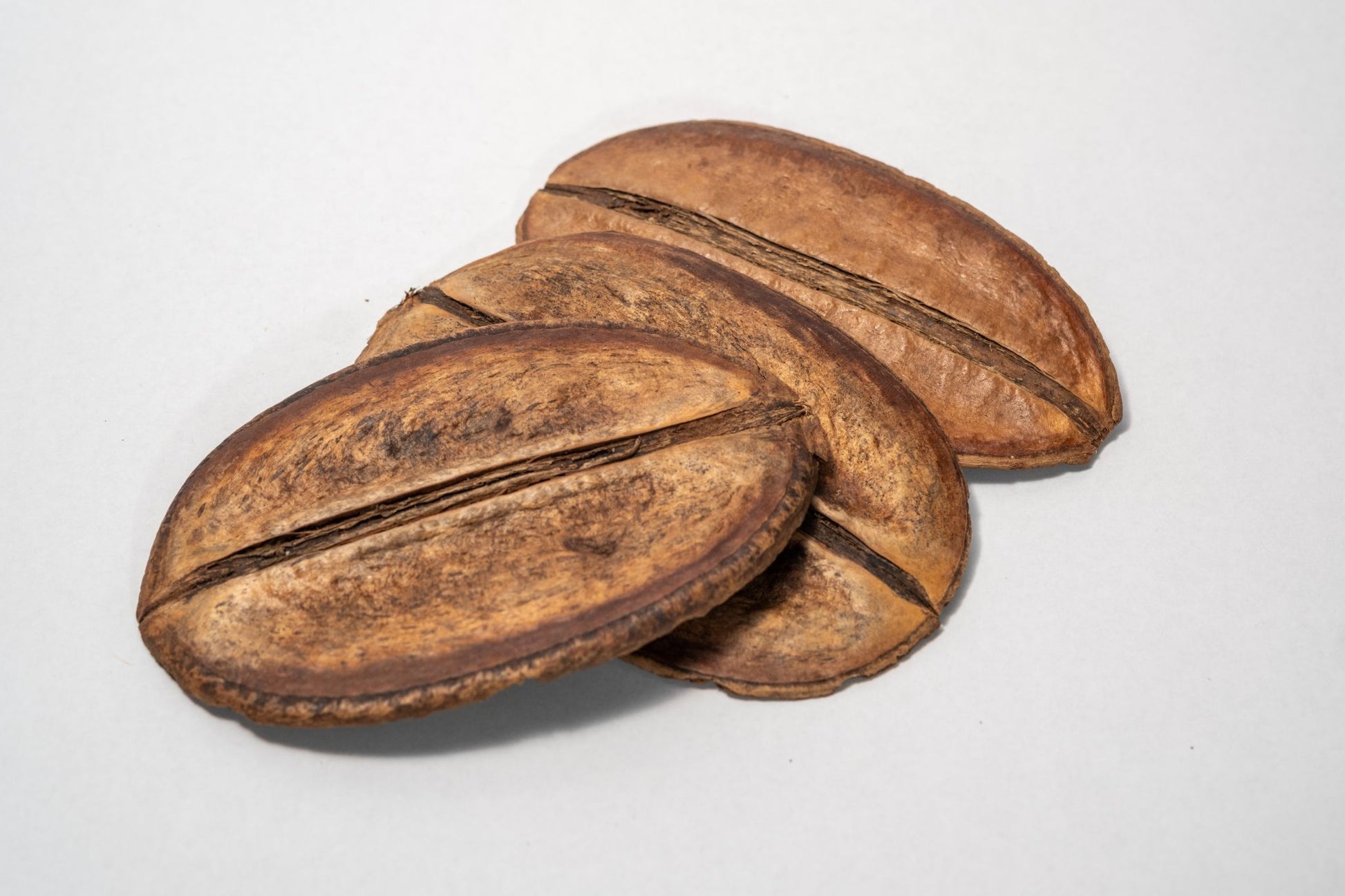 Three flat brown para para botanical seed pods for home decor, aquariums, and dart frog vivariums.