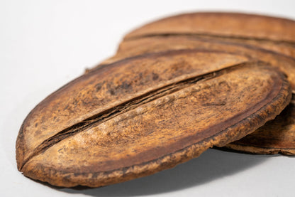 Close-up of a dried brown seed pod on a white background