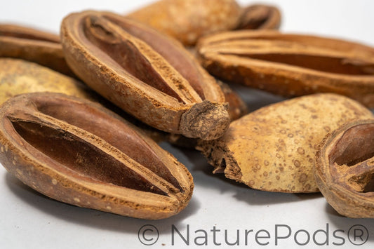 A close-up of Pear Pods shows several pods, some whole and others split open, on a white background—great inspiration for bioactive terrarium, biotope, aquascaping, blackwater aquariums, or aquarium decor.