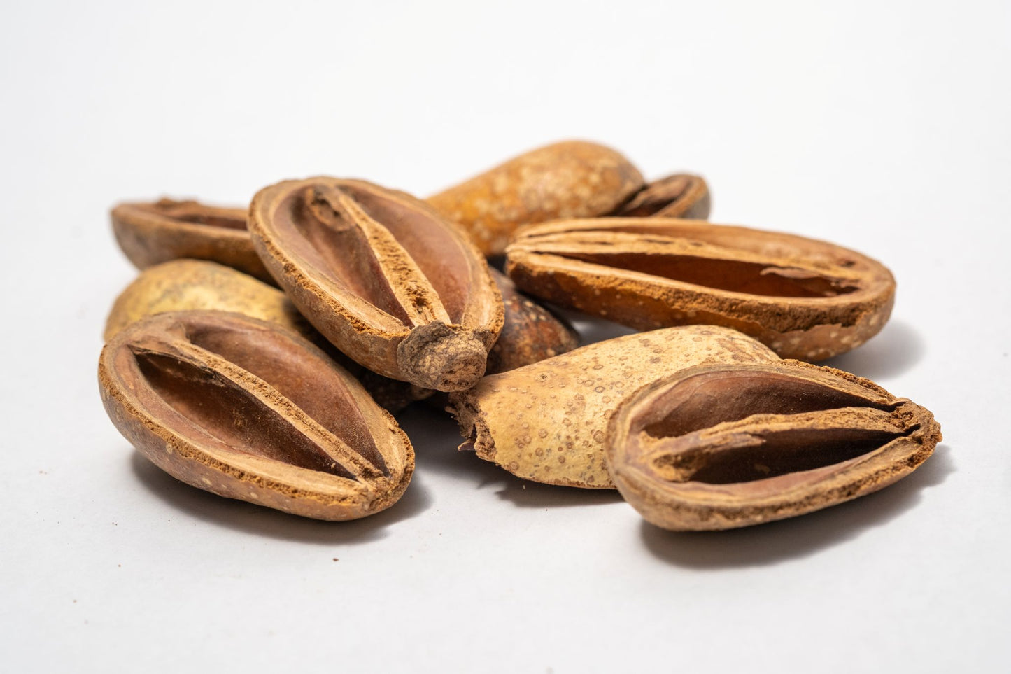 A close-up of Pear Pods shows several pods, some whole and others split open, on a white background—great inspiration for bioactive terrarium or aquarium decor.