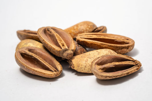 A close-up of Pear Pods shows several pods, some whole and others split open, on a white background—great inspiration for bioactive terrarium or aquarium decor.