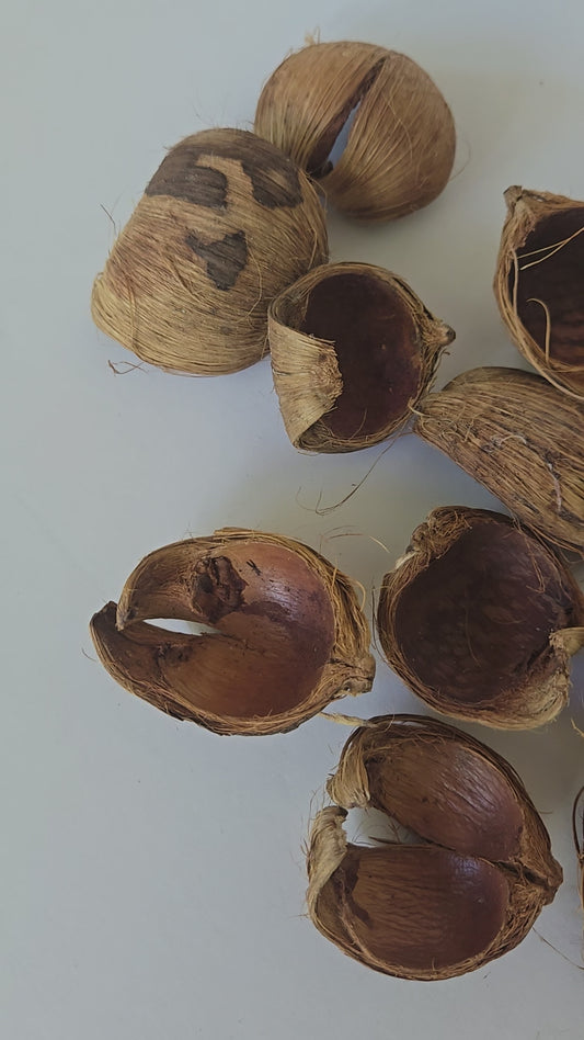 Betel Nut Husks
