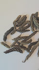 Twisty Pods/Fusilli Pods (WHOLESALE)