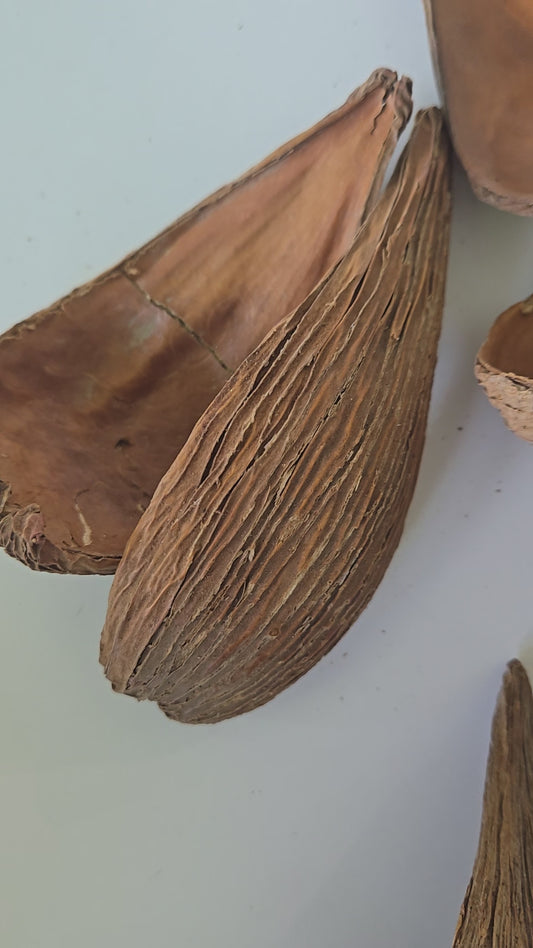 Dregea Arti Pods (WHOLESALE)