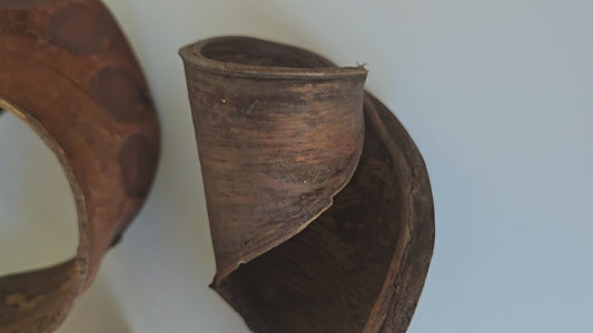 Elephant Ear Seed Pods