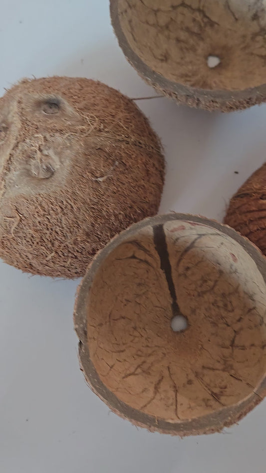 Coconut Shell Half