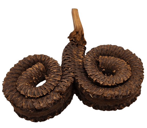 Coiled brown ram's horn seed pod on a white background.  Used in home decor, art, and terrariums.