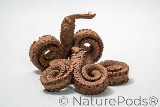 Close up of Coiled brown ram's horn seed pod on a white background.  Used in home decor, art, and terrariums.
