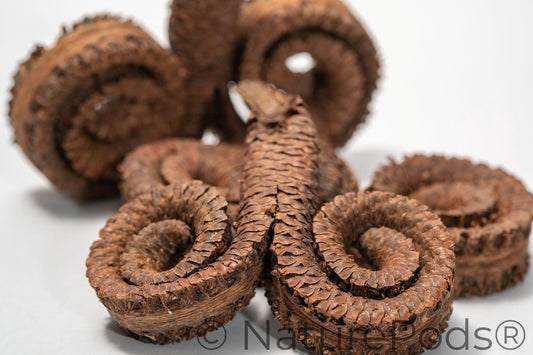 Close up of Coiled brown ram's horn seed pod on a white background.  Used in home decor, art, and terrariums.