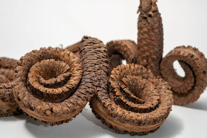  Rams Horn Seed Pod features a dried, brown, double spiral shape with a rough, scaly texture and central short stem, perfect for aquarium decor or use in a bioactive terrarium.
