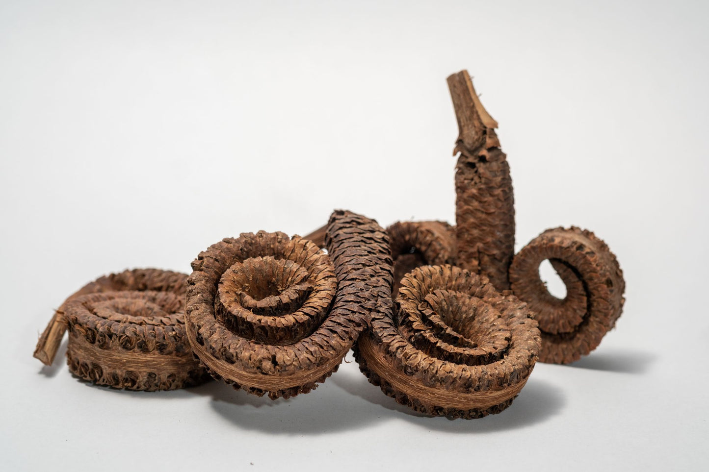 Three Rams Horn Seed Pod are dried, brown, double spiral shape with a rough, scaly texture and central short stem, perfect for aquarium decor or use in a bioactive terrarium.