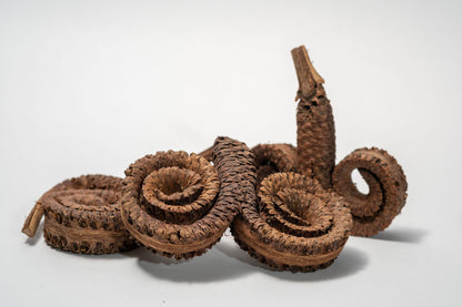 Three Rams Horn Seed Pod are dried, brown, double spiral shape with a rough, scaly texture and central short stem, perfect for aquarium decor or use in a bioactive terrarium.