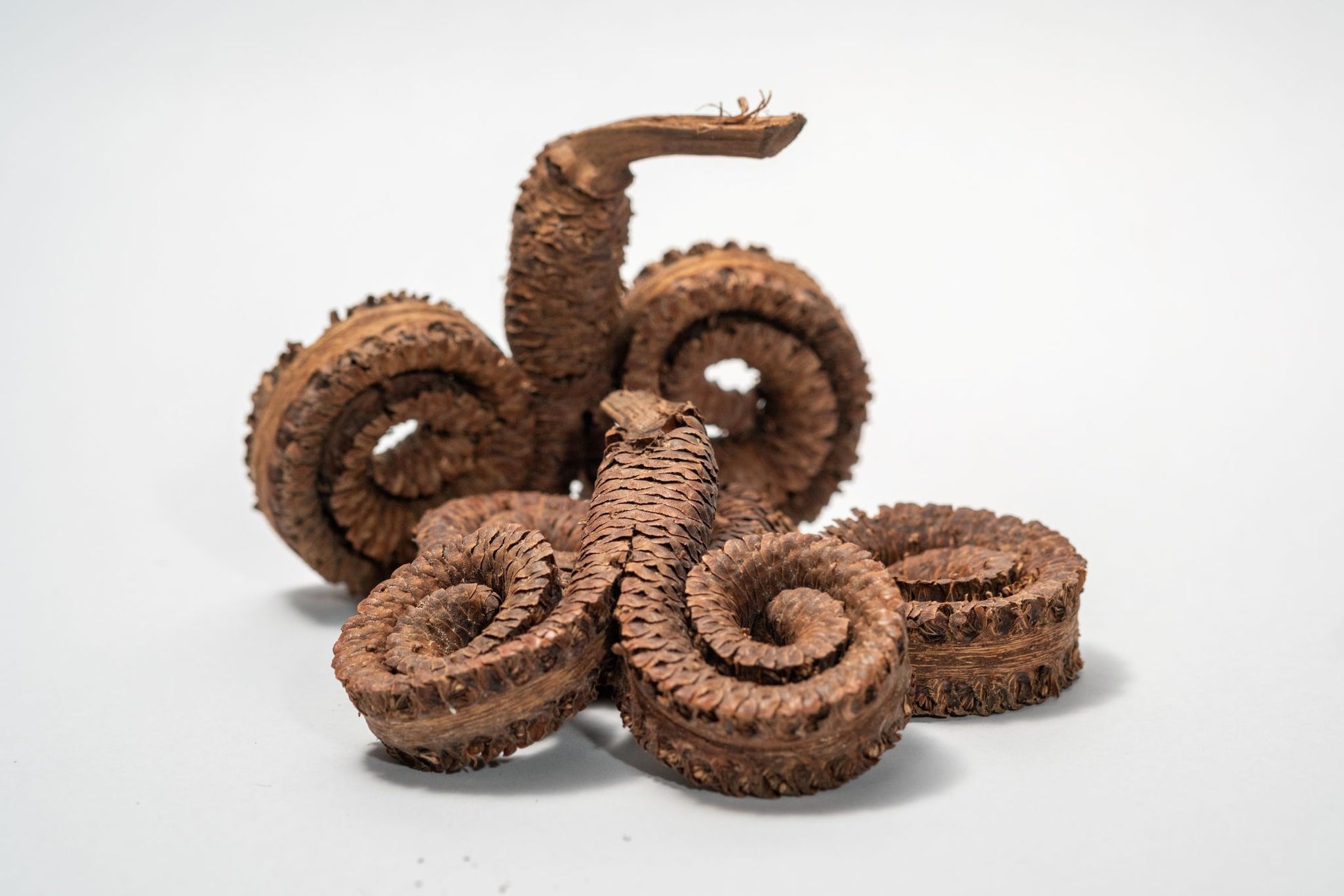 Coiled brown ram's horn seed pod on a white background.  Used in home decor, art, and terrariums.