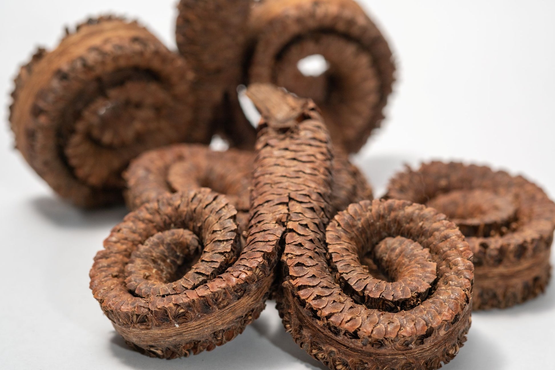 Close up of Coiled brown ram's horn seed pod on a white background.  Used in home decor, art, and terrariums.