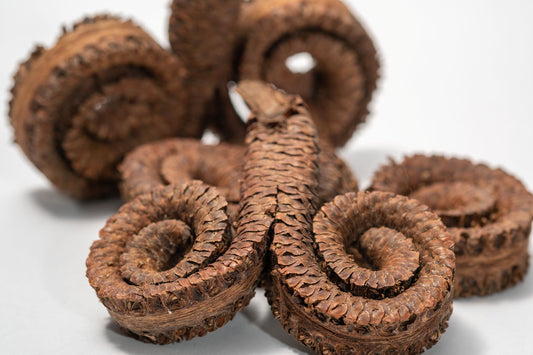 Close up of Coiled brown ram's horn seed pod on a white background.  Used in home decor, art, and terrariums.