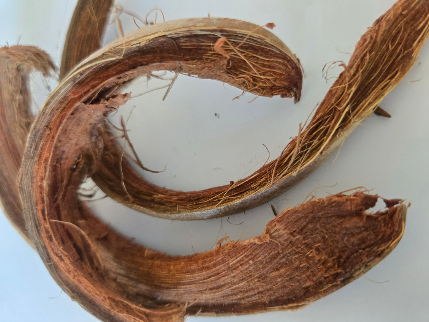 Coco Curls (WHOLESALE)