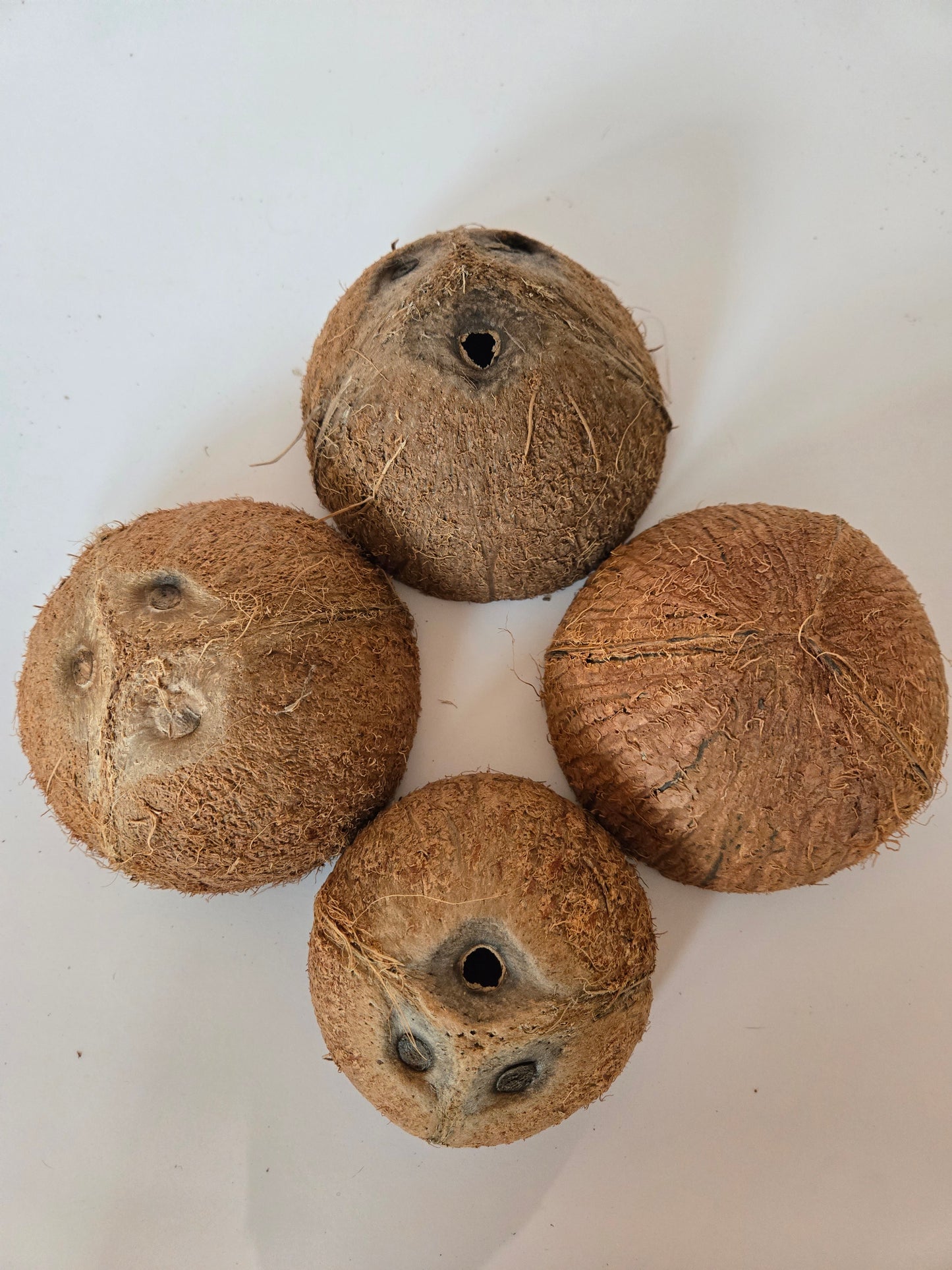 Coconut Shell Half