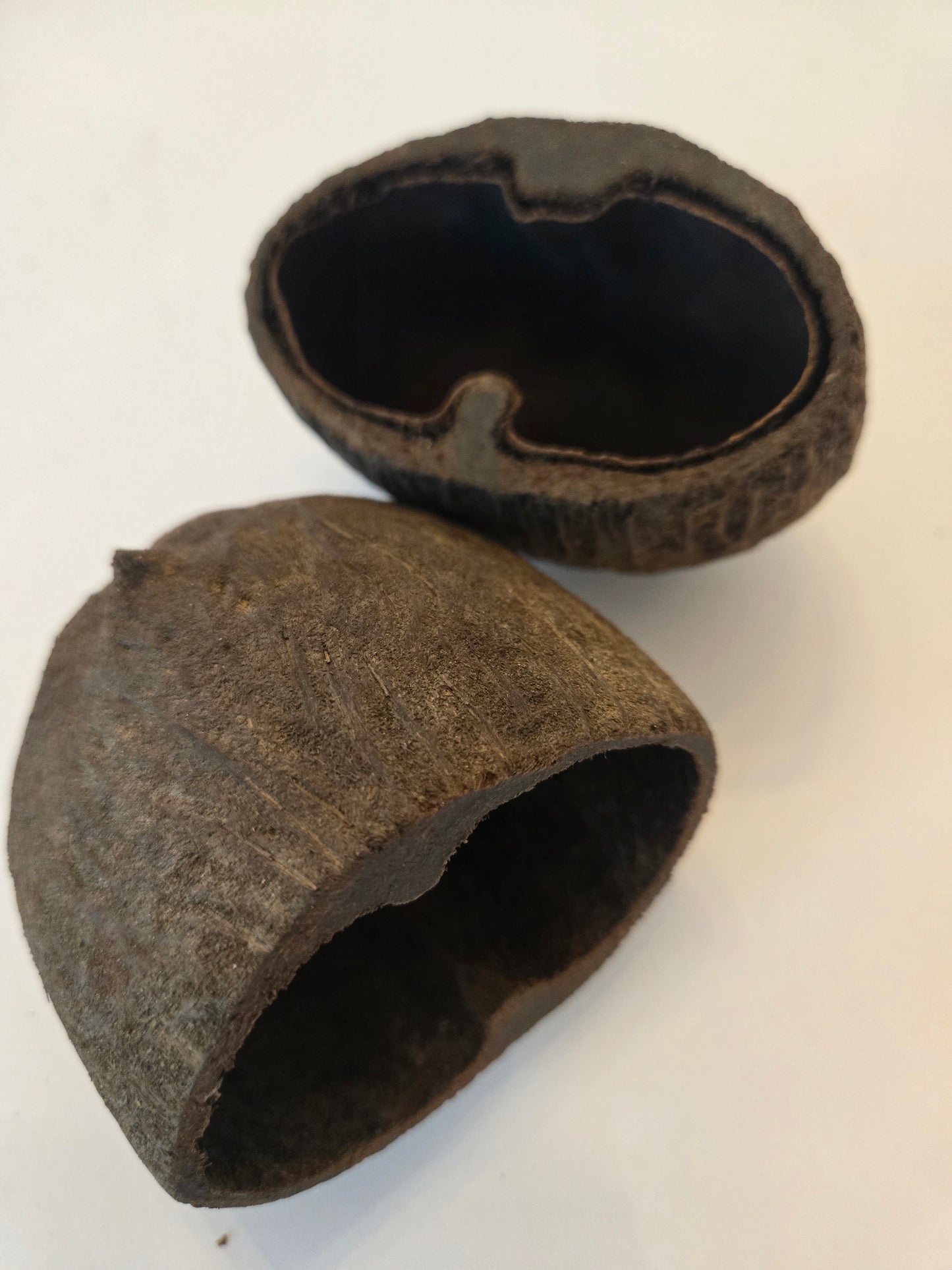 Palm Pod