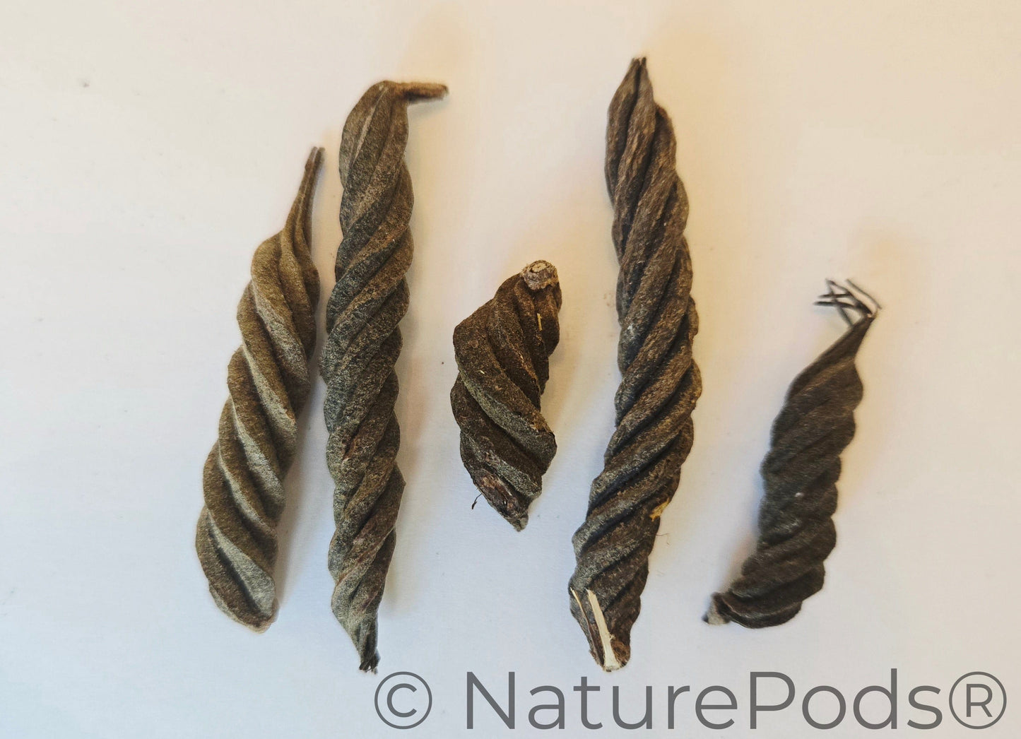 Twisty Pods/Fusilli Pods (WHOLESALE)