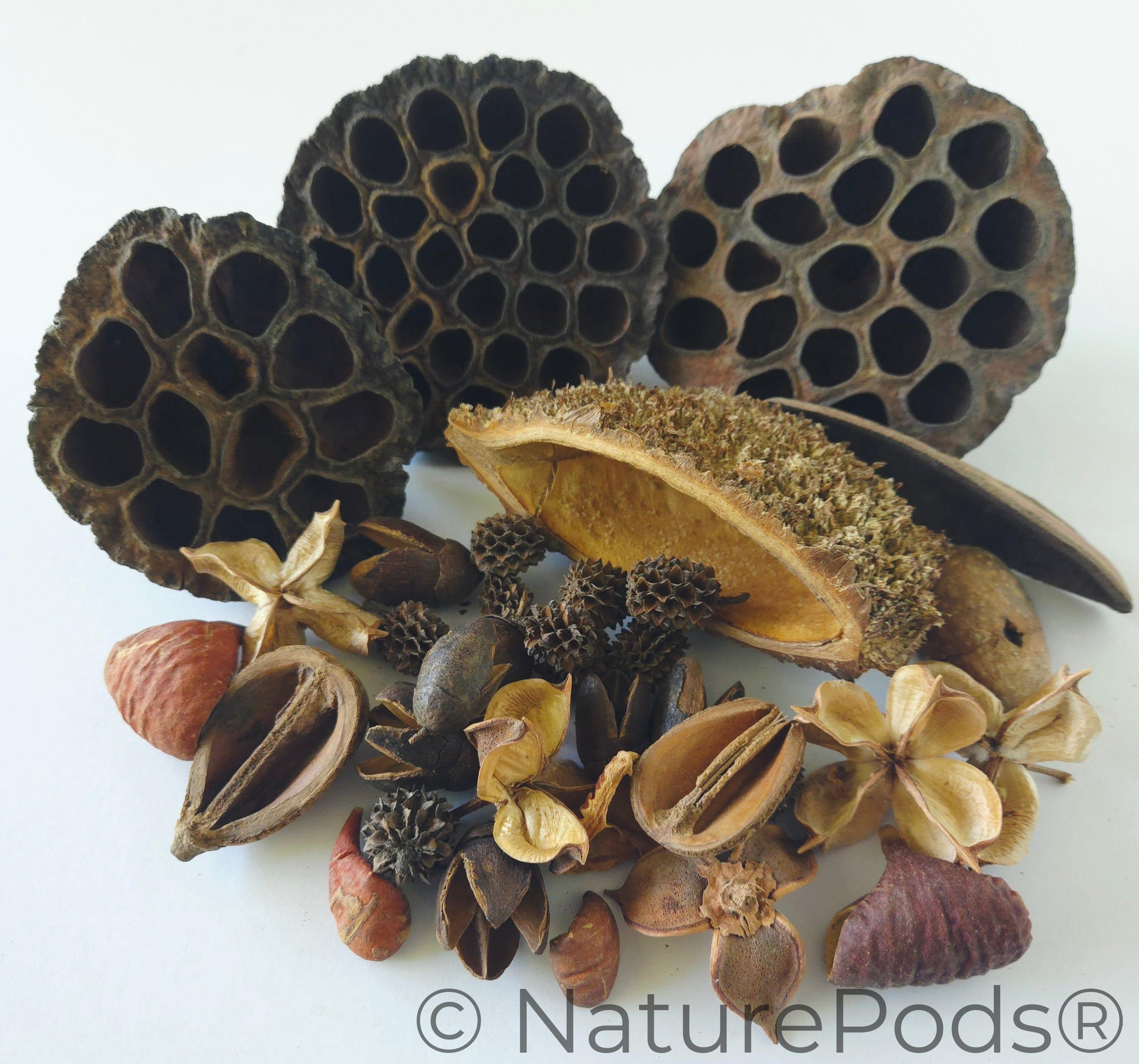 Botanical Seed Pod Variety Pack — Aquarium, Terrarium & Isopod