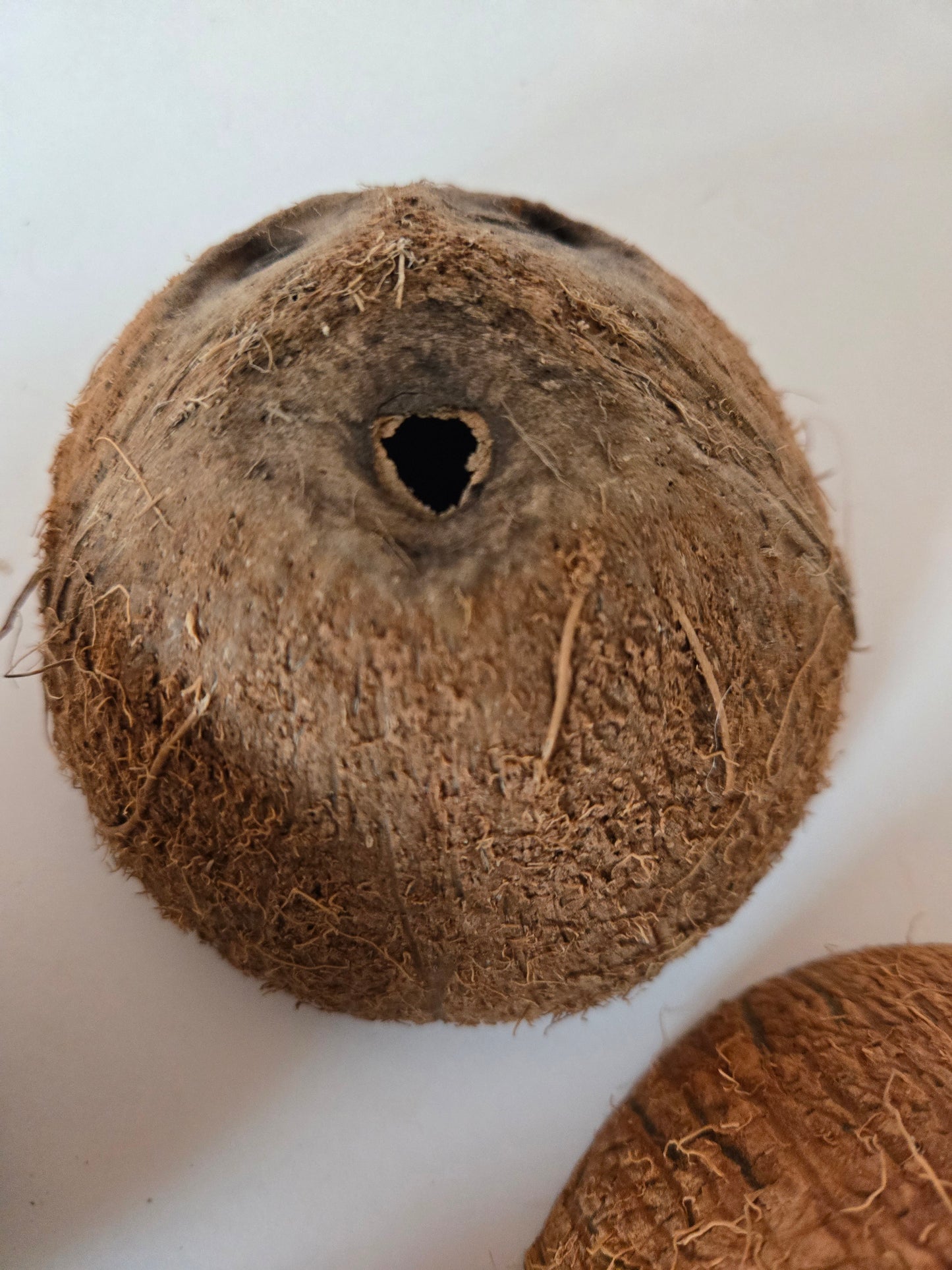 Coconut Shell Half