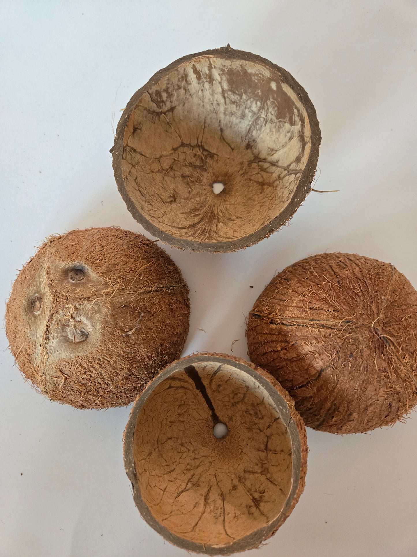 Coconut Shell Half