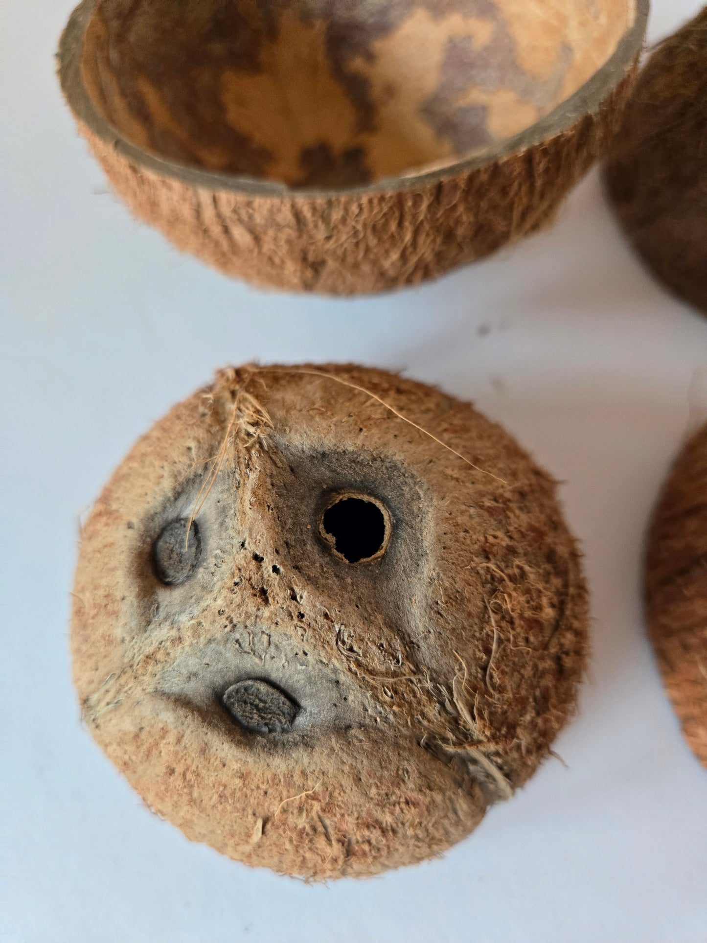 Coconut Shell Half