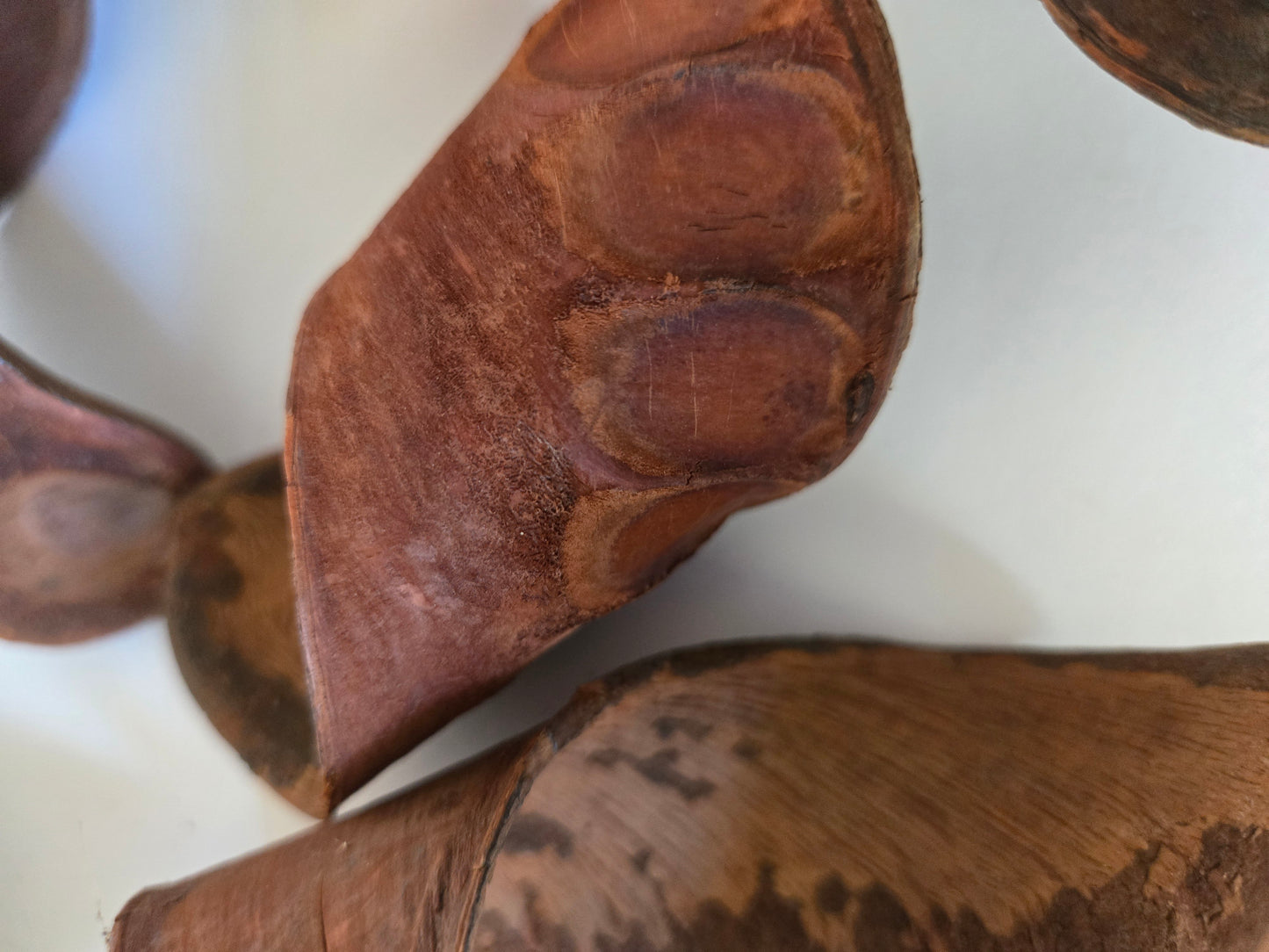Elephant Ear Seed Pods