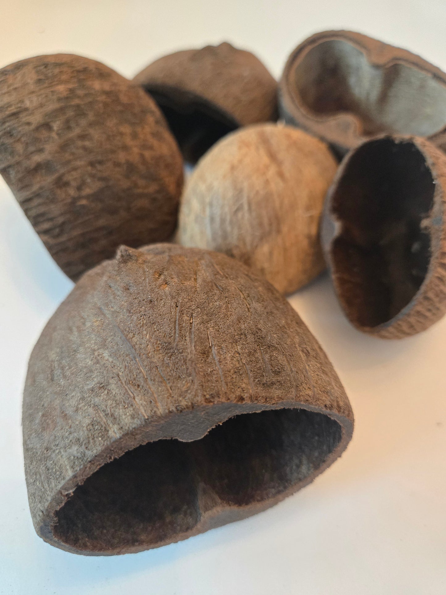 Palm Pod