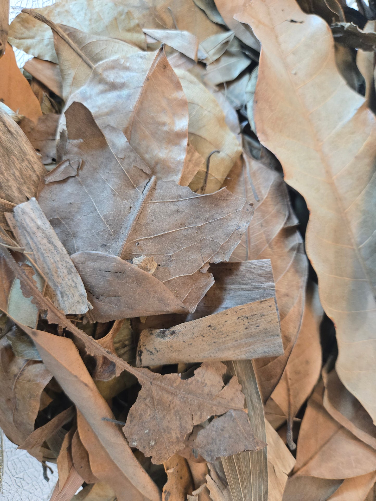 Tropical Leaf Litter Mix - 1 Pound
